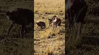 Hyena vs Wildebeest in Epic Stand•off #hyena #oneonone #safari