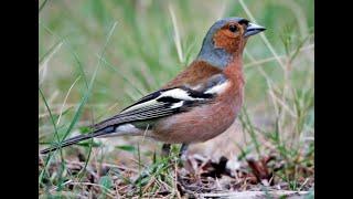 Chaffinch 1h bird sound