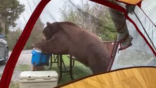 Bear Arrives At Campsite And Steals Food While People Hide Inside Tent - 1148549-2