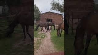 Time to chase a pack of spoiled horses into the barn