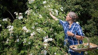 How to Take Rose Cuttings