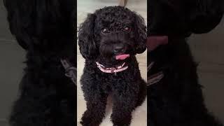 The Funny Cute Dog#shorts #dog #funny #bobo