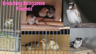 Bengalese Finches