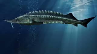 Giant Beluga Sturgeon's Struggle for Survival