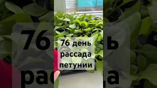 ПЕТУНИЯ РОМАНТИКА СОФИ