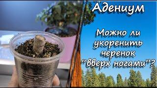 Адениум.  Можно ли укоренить черенок "вверх ногами"?