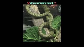 Which Snake Can Fly Through the Air!|Fact fusion|#facts #ytshorts #shorts