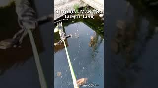 Mancing Lumut Liar #mancing #mancingikan