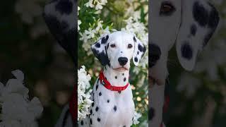 Хотите розыгрыш классного ошейника? #собака #dalmatian #далматин