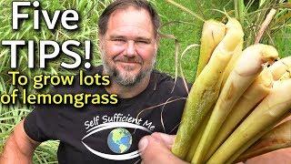 5 Tips How to Grow a Ton of Lemongrass at Home