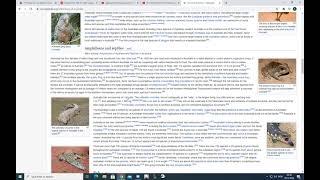 Wikipedia Race | From "Detroit Fury" to "Myrmecia Athertonensis"