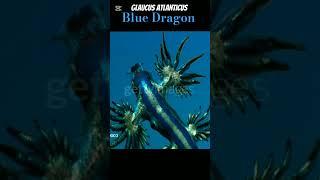 Blue Dragon | Glaucus atlanticus