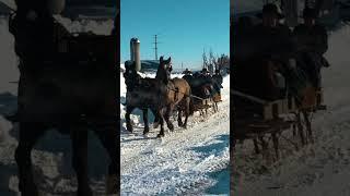 Come Take A Ride On My Magical Amish Sleigh! #mennonite #amish