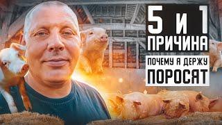 Свиноводство в деревне.  Почему выгодно держать поросят? "Мое Подворье"