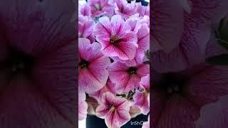 Петуния Опера Суприм Расберри Айс