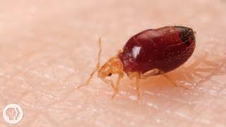 Watch Bed Bugs Get Stopped in Their Tracks | Deep Look