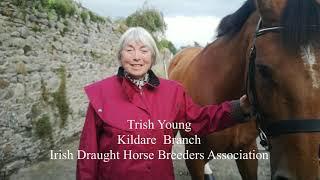 The Irish Draught Horse - Survivor of History