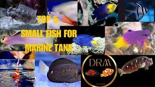 Must-Have Small Marine Fish for Your Home Aquarium