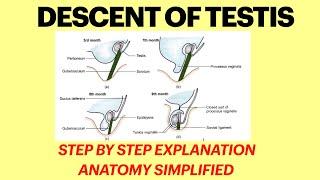 Descent of testis | Abdomen | Quick revision for 1st yr MBBS anatomy exams | Anatomy made easy