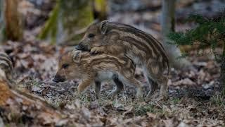 Wild Boar & Piglets