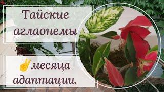 Тайские аглаонемы. Как идет адаптация?Пересадка в грунт 🪴