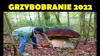 WYSYP PRAWDZIWKÓW - GRZYBOBRANIE 2022 / epoka ciekawostek