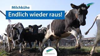 Ostfriesland | Kühe freuen sich über Weideaustrieb