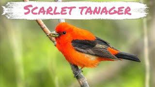 Scarlet Tanager Song Mini-Documentary