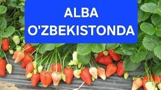 ALBA O'zbekistonda realniy