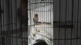 burung lovebird latah || cik cik cerrrr...