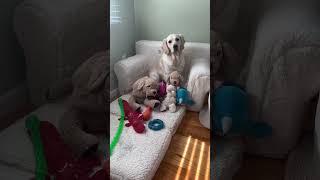 A Day In the Life With Rigatoni The Golden Retriever