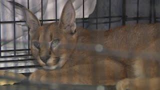 Wild cat caught after being loose in Chicago's Northwest suburbs