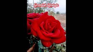 Red roses#redroses#gardening greenish lifestyle #shorts