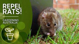 Rid yourself of rats with these poison and trap free rat repelling techniques | Gardening Australia