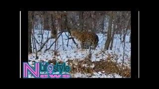 Rare leopard wanders out of woods, approaches russian road