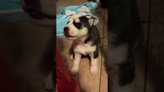 Adorable Baby Howl/Purr #shorts #cute #husky #puppies #howling