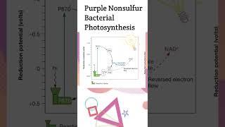 Purple Nonsulfur Bacterial Photosynthesis #microbiology#biochemistry#shorts #youtubeshorts