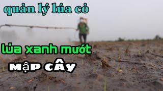 phun thuốc diệt mầm quản lý LÚA CỎ,LÚA XANH MƯỚT,MẬP CÂY #116 l thanhdotv