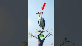 TOP 5 TERRIFYING BIRD SOUNDS IN THE WORLD! 