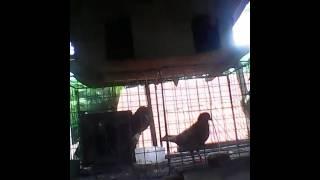 Kalapati Ni JL arlo ug Ni eathan