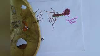 TRIGEMINAL NERVE -1- Functional components, course, trigeminal ganglia and it's branches