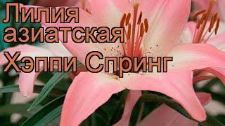 Лилия азиатская (lilium asiatic happy spring)  азиатская лилия обзор: как сажать, луковицы лилии