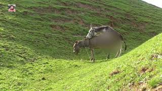 Super meeting of wild donkeys after courting each other October 8.2021