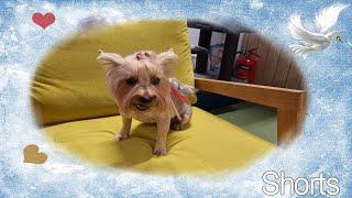 У Фанни  новая  прическа.#Shorts​​#york​​#Йорк​​#Dog​​#pet_city#grooming#