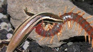 Centipede vs Brown skink _ Unbelievable Centipede knock down Brown skink