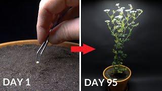 Growing CILANTRO (Coriander) Time Lapse - Seed To Flower