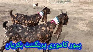 Kamori pregnant and pateri goats / bakra mandi sindh pakistan