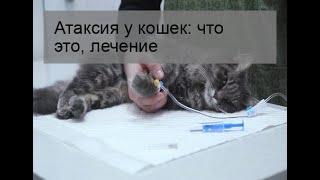 Атаксия у кошек: что это, лечение