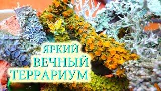 Новый вечный террариум (лишайники)