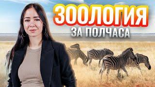 Повторение зоологии для ЕГЭ за полчаса | Биология Умскул